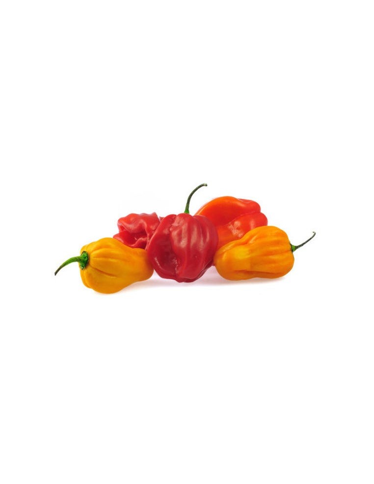 Piment scotch bonnet en godet Pépinière de la TAMOA Plants du potager