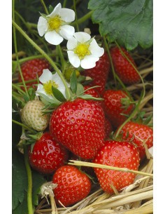 Fraisier P12 en pot  Plant du potager