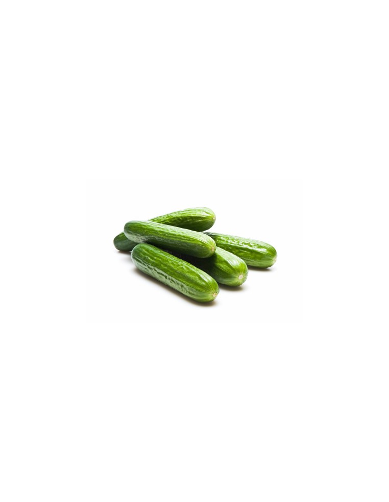 Concombre Beith Alpha  Plant du potager