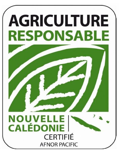 Chou de Chine - Pak Choï en godet Pépinière de la TAMOA Plants du potager 2