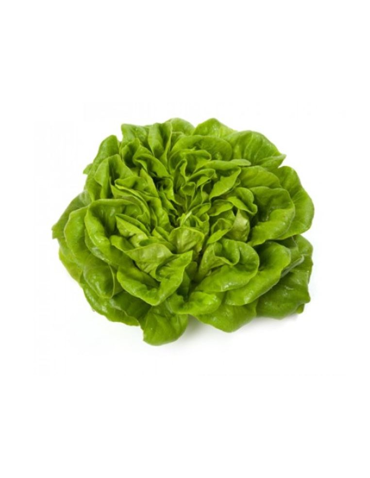 Salade Laitue Salanova® "Aquino" en barquette  Plant du potager