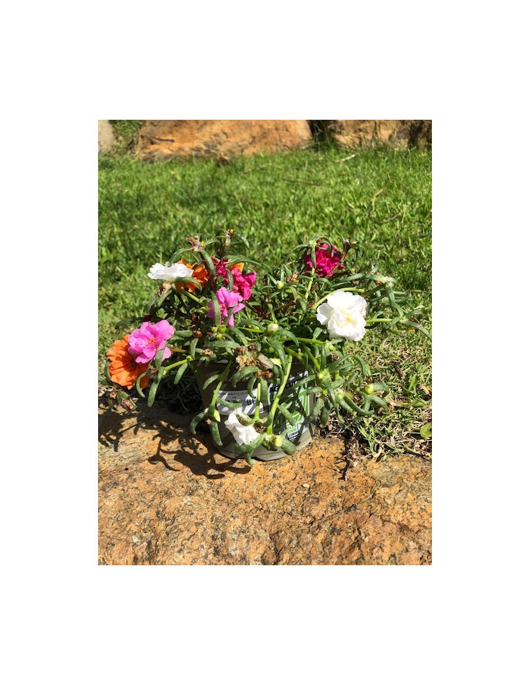 Pourpier varié en pot de 12 cm  Plante à massif