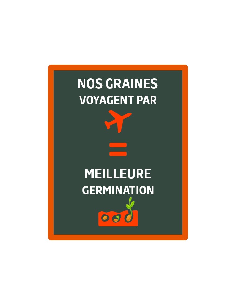 Eschscholtzia blanc Vilmorin Graines de plante fleurie