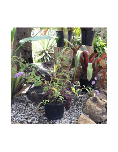 Buddleia ou "Arbre aux papillons" - 2L  Arbuste fleuri