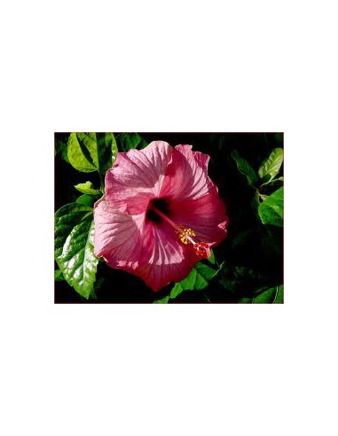 Hibiscus matensis - Pot de 2 litres  Arbuste