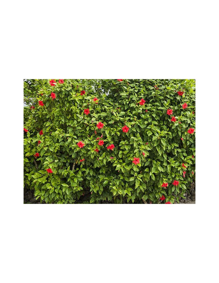 Hibiscus de massif - Pot de 2 litres  Plante de massif