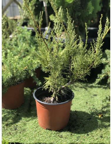 Cyprès de Leyland - Cupressocyparis Leylandii - Pot de 2 litres  Arbuste