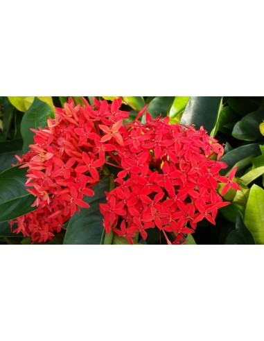 Ixora anita varié - Pot de 2 litres  Plante à massif