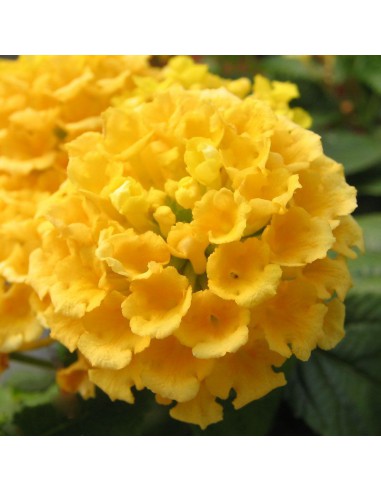Lantana - Lantanier pot de 2L  Plante à massif