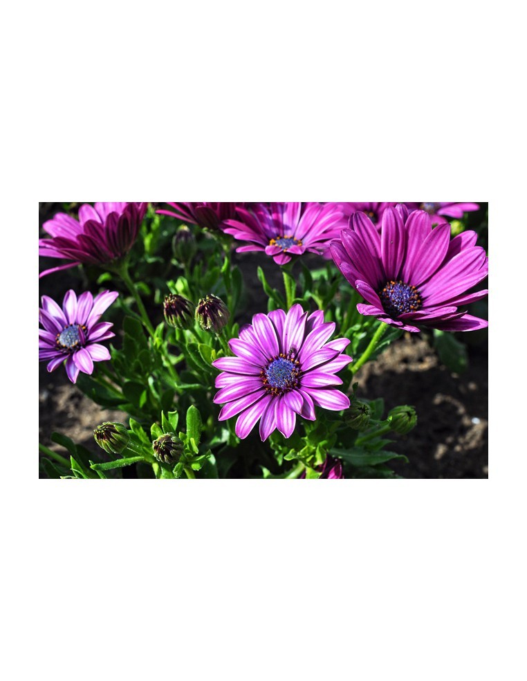 Osteospermum - Marguerite du Cap - Pot de 2L  Plante à massif