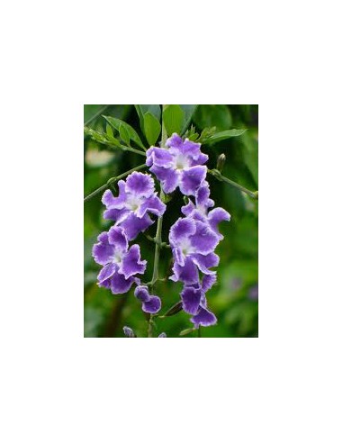 Duranta Repens "Aussie 2000" - Pot de 2 litres  Plante à massif