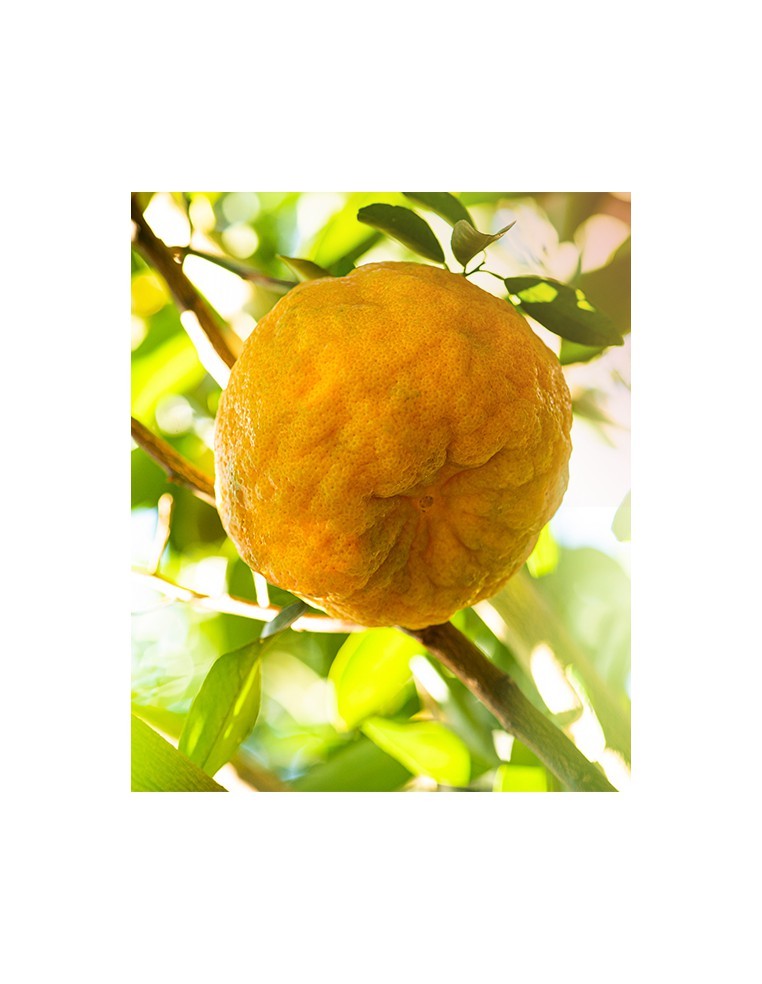 Mandarinier 20 Litres  Arbres, arbustes et fruitiers