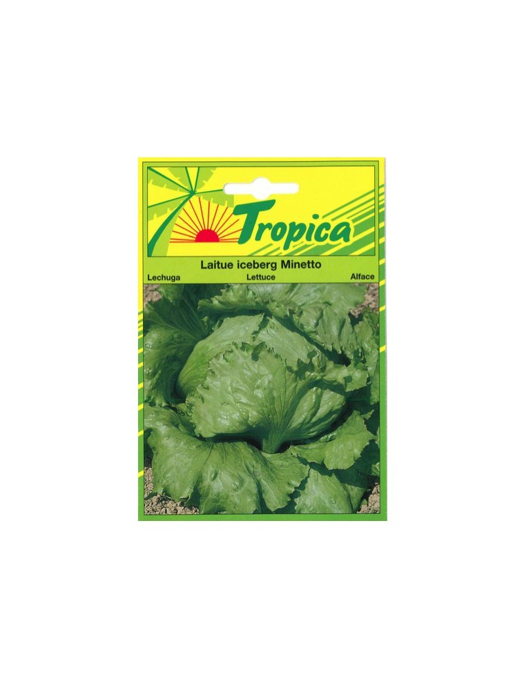 Graines de Laitue Batavia Iceberg Minetto - Tropica Tropica Graines du potager