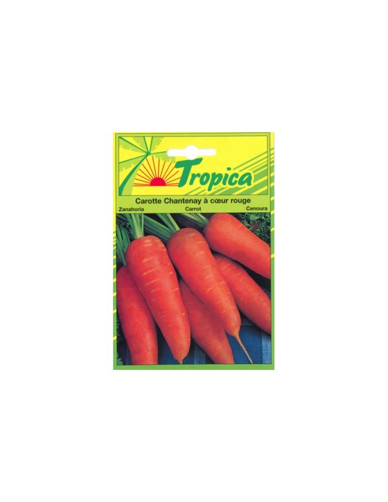 Graines de Carotte Chantenay à Cœur Rouge - Tropica Tropica Graines du potager