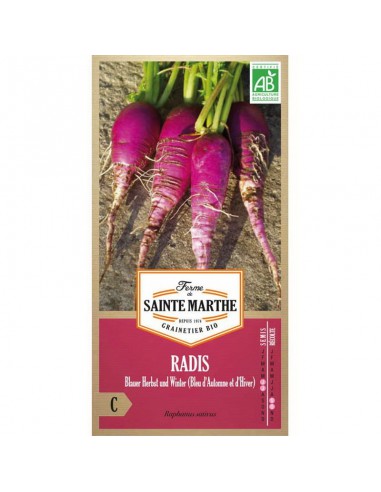 Graines de Radis Blauer Herbst Und Winter (Bleu D'Automne Et D'Hiver) Bio - Sainte Marthe La Ferme Sainte Marthe Graines du p...
