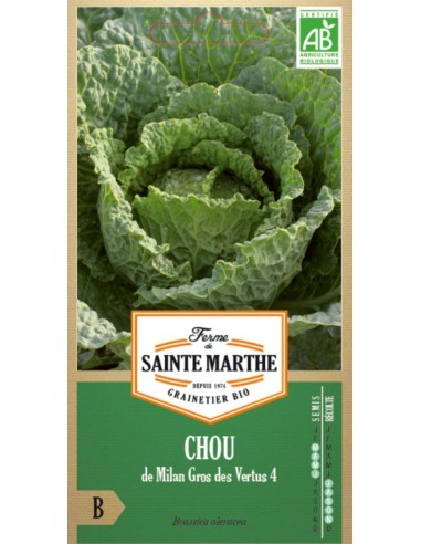 Chou De Milan Gros Des Vertus Bio - Saint Marthe La Ferme Sainte Marthe Graines du potager
