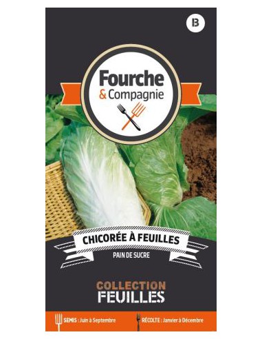 Chicorée à Feuilles Pain De Sucre - Fourche & Compagnie Fourche & Compagnie Graines du potager