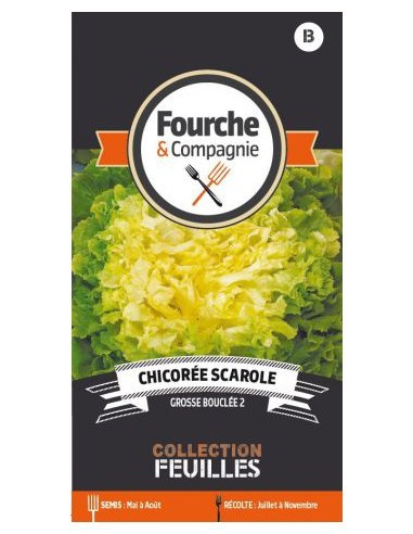 Chicorée Scarole Grosse Bouclée - Fourche & Compagnie Fourche & Compagnie Graines du potager