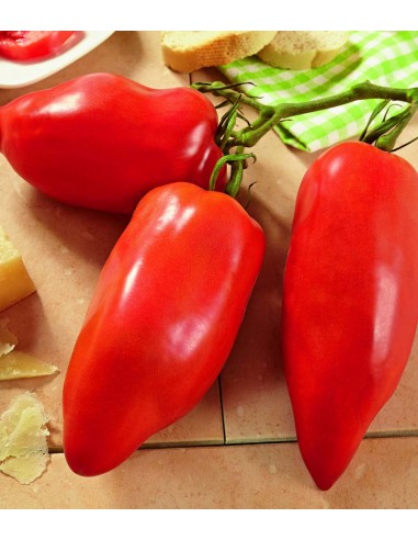 Tomate andine cornue en godet  Plants du potager