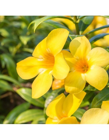 Allamanda Nain P12cm - Dwarf Metallica  Plante à massif