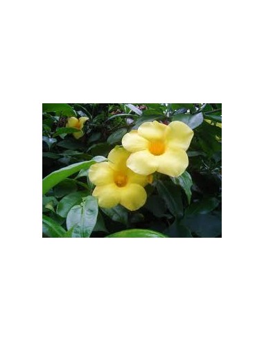 Allamanda Nain - Allamanda cathartica 'Dwarf metallica' Pépinière de la TAMOA Plante à massif