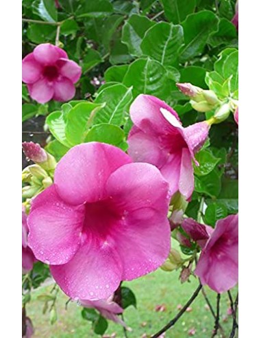 Allamanda cherry ripe Pépinière de la TAMOA Plante à massif
