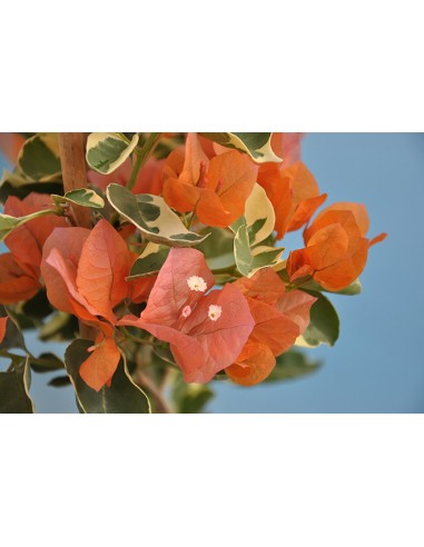 Bougainvillier panaché- Pot de 2 litres Pépinière de la TAMOA Arbuste
