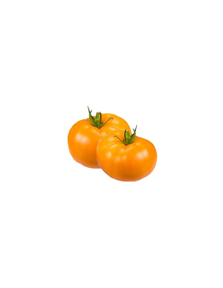 Tomate - Orange Wellington en godet Pépinière de la TAMOA Plants du potager