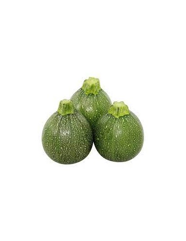Courgette ronde de Nice en godet Pépinière de la TAMOA Plants du potager