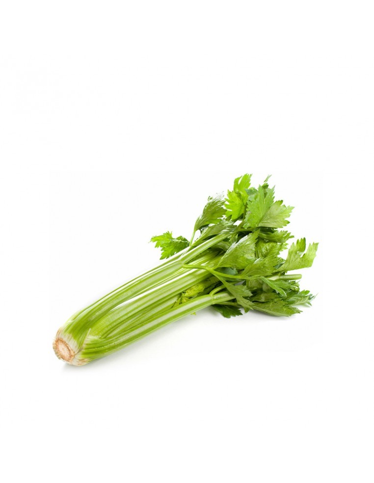 Céleri branche P12 Pépinière de la TAMOA Plants du potager