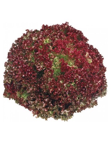 Laitue LOLLO Rouge Pépinière de la TAMOA Plants du potager