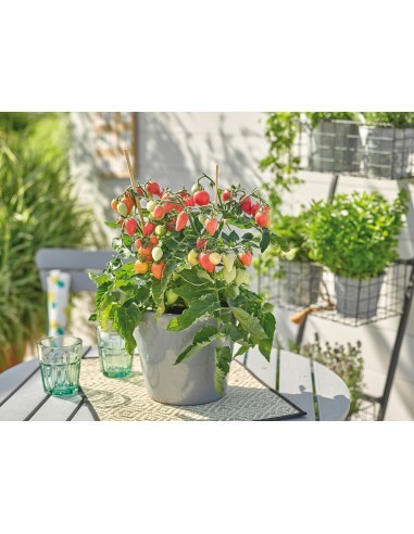 Tomate Plumbrella Rosy Pink - 2 litres Pépinière de la TAMOA Plants du potager