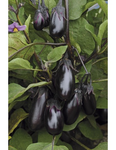 Aubergine Patio baby - 2 litres Pépinière de la TAMOA Plants du potager