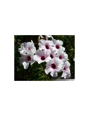 Pandorea Jasminoides -  Pot de 4 litres
