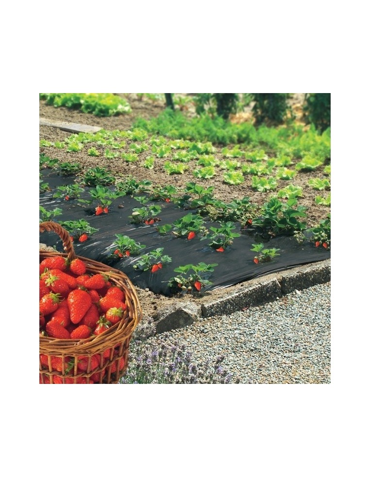 Film de paillage pour fraises Fresafilm Nortène Film, toile de paillage et nappe anti-herbe
