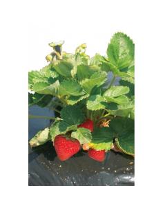 Film de paillage pour fraises Fresafilm Nortène Film, toile de paillage et nappe anti-herbe 2