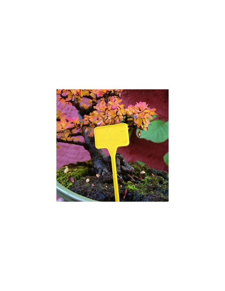 Etiquettes à planter Label 15 X 10 Nortène Matériel de Semis